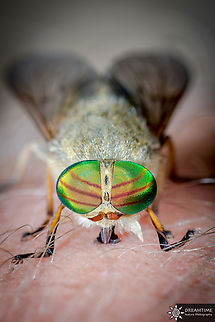 Tabanus tergestinus Back in 2014, old but gold, a female Tabanus tergestinus feeding on my blood while we were having a drink with some friends. Not so bad for a one handled shot but I wish I used a diffuser for my flash ! France,Geotagged,Summer,Tabanus,Tabanus tergestinus