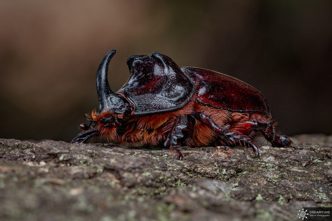 ♂ Oryctes nasicornis A portrait of a male European rhinoceros beetle from the last year. Its a manual focus bracketing of around 20 shots.<br />
<figure class="photo"><a href="https://www.jungledragon.com/image/131107/_oryctes_nasicornis.html" title="♀ Oryctes nasicornis"><img src="https://s3.amazonaws.com/media.jungledragon.com/images/6800/131107_thumb.jpg?AWSAccessKeyId=05GMT0V3GWVNE7GGM1R2&Expires=1759968010&Signature=mIftrfT2pr7Fsm3dfOqS6Jnu8pc%3D" width="200" height="134" alt="♀ Oryctes nasicornis And here the female European rhinoceros beetle ! As well it is a manual focus bracketing of 20 shots<br />
https://www.jungledragon.com/image/131106/_oryctes_nasicornis.html European rhinoceros beetle,France,Geotagged,Oryctes nasicornis,Summer" /></a></figure> European rhinoceros beetle,France,Geotagged,Oryctes nasicornis,Summer