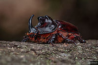 ♂ Oryctes nasicornis A portrait of a male European rhinoceros beetle from the last year. Its a manual focus bracketing of around 20 shots.<br />
https://www.jungledragon.com/image/131107/_oryctes_nasicornis.html European rhinoceros beetle,France,Geotagged,Oryctes nasicornis,Summer