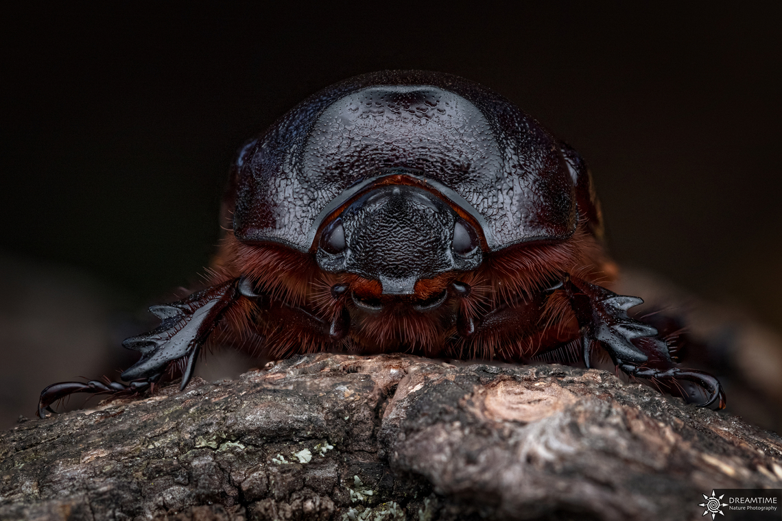 ♀ Oryctes nasicornis And here the female European rhinoceros beetle ! As well it is a manual focus bracketing of 20 shots<br />
<figure class="photo"><a href="https://www.jungledragon.com/image/131106/_oryctes_nasicornis.html" title="♂ Oryctes nasicornis"><img src="https://s3.amazonaws.com/media.jungledragon.com/images/6800/131106_thumb.jpg?AWSAccessKeyId=05GMT0V3GWVNE7GGM1R2&Expires=1770854410&Signature=0G4AbCgpoUd5lp0EUGU29vlroAk%3D" width="200" height="134" alt="♂ Oryctes nasicornis A portrait of a male European rhinoceros beetle from the last year. Its a manual focus bracketing of around 20 shots.<br />
https://www.jungledragon.com/image/131107/_oryctes_nasicornis.html European rhinoceros beetle,France,Geotagged,Oryctes nasicornis,Summer" /></a></figure> European rhinoceros beetle,France,Geotagged,Oryctes nasicornis,Summer