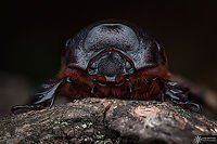 ♀ Oryctes nasicornis And here the female European rhinoceros beetle ! As well it is a manual focus bracketing of 20 shots<br />
https://www.jungledragon.com/image/131106/_oryctes_nasicornis.html European rhinoceros beetle,France,Geotagged,Oryctes nasicornis,Summer