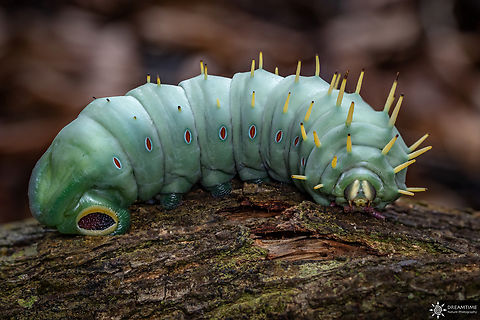 Coscinocera hercules The biggest caterpillar I ever saw and apparently just the biggest caterpillar, Coscinocera hercules.
I found it in Kutini-Payamu National Park ( Iron Range ) in Australia while I was looking for the green python. Australia,Coscinocera hercules,Fall,Geotagged,Hercules Moth