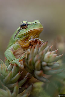 Mediterranean tree frog