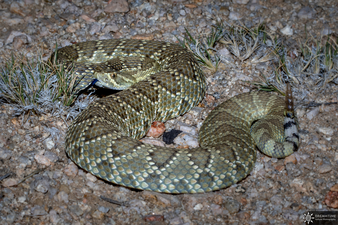 Crotalus scutulatus I wish I will the opportunity to find an other specimen like this and get from it a better shot ! Back in July 2015, I had a really short road trip in Nevada and Arizona, one of my goal was to watch a rattlesnake in the wild ! I found one Crotalus pyrrhus under a rock and this young Crotalus scutulatus just after the sunset in the Mojave Desert, what a great memory ! Crotalus scutulatus,Geotagged,Mohave Rattlesnake,Summer,United States