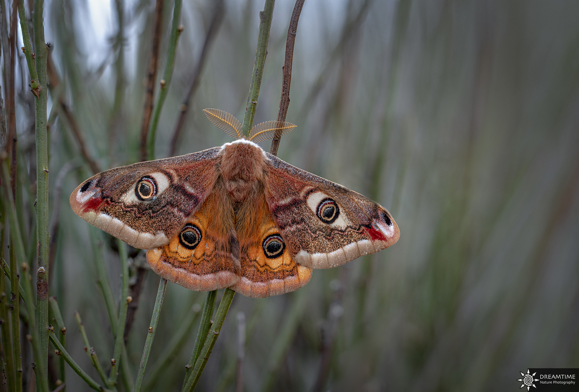 Saturnia pavonia From this afternoon, time has come for them ! In this part of France it is quite difficult to make a difference between Saturnia pavonia and Saturnia pavoniella France,Geotagged,Saturnia pavonia,Small Emperor Moth,Spring