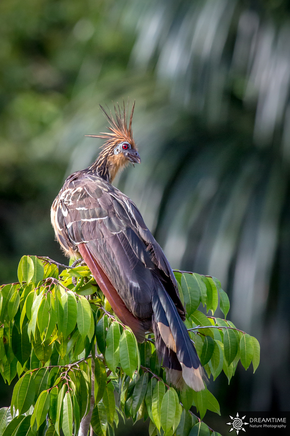 Hoatzin A great memory from my last trip in Amazonia almost 10 years ago, I really miss this part of the world ! Geotagged,Hoatzin,Opisthocomus hoazin,Peru,Winter