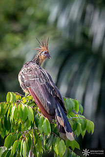 Hoatzin A great memory from my last trip in Amazonia almost 10 years ago, I really miss this part of the world ! Geotagged,Hoatzin,Opisthocomus hoazin,Peru,Winter