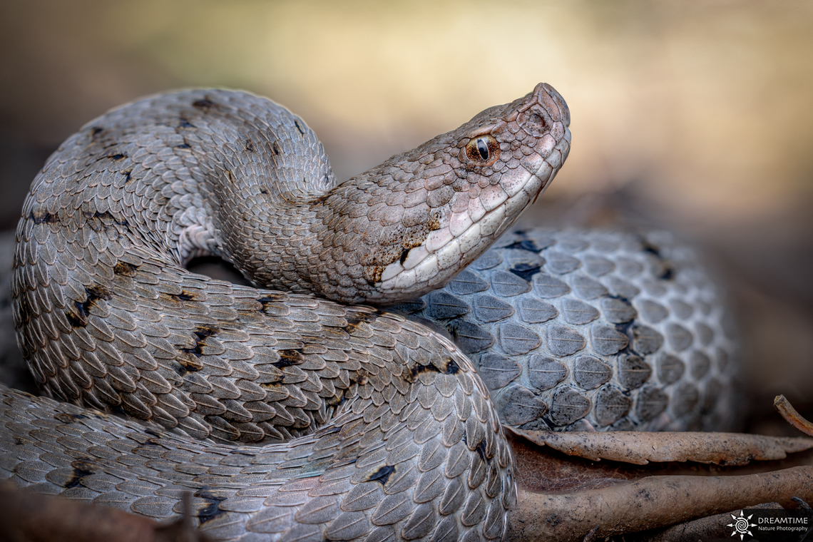 Asp viper "la Garriguette" from H&eacute;rault department I didn't upload anything since a while ! <br />
What a good birthday present I made for myself, I finally found some asp vipers around my place in the H&eacute;rault department in the south of France, where they are not so easy to find. In this part, they have a special coloration a kind of bluish grey which quite similar of the calcareous soils coloration around where they live, in the old holm oak forests, the old "garrigue". This is why here they are called the "Garriguette" Asp Viper,France,Geotagged,Spring,Vipera aspis