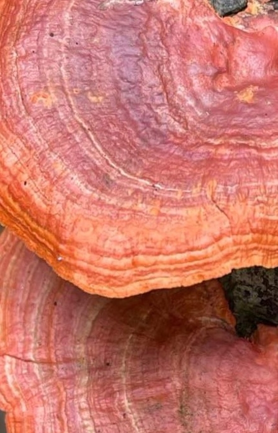 DC274914-0DA4-48F3-AADD-4BCC34D1064D