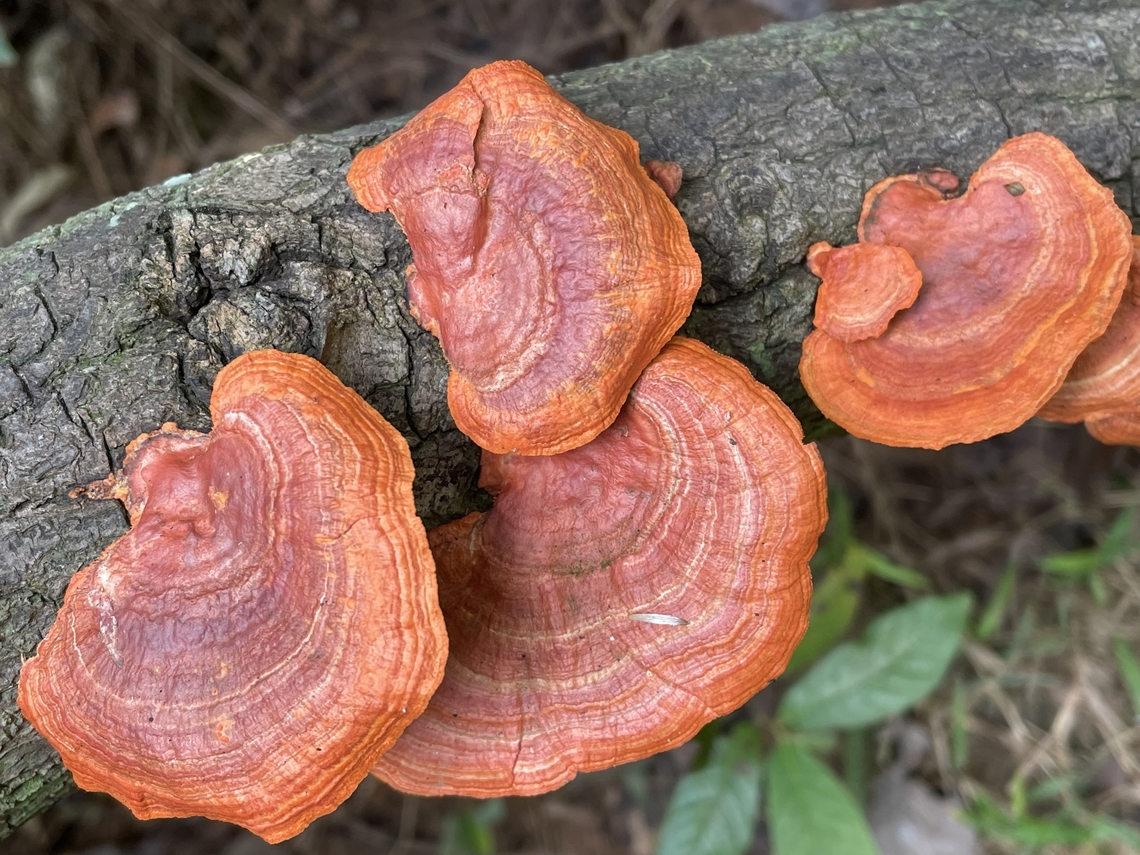 007BC724-9AC5-42F4-AFE1-14B82ACD6260