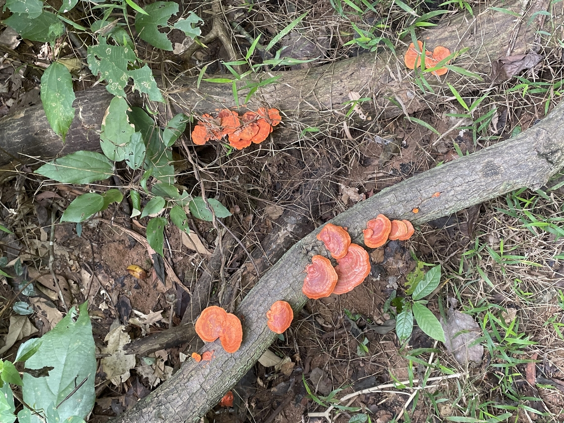 Blood red bracket Found on a trail in Chon Buri, Thailand. The bright orange really stood out and caught my eye.