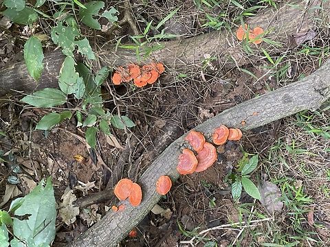 Blood red bracket Found on a trail in Chon Buri, Thailand. The bright orange really stood out and caught my eye.