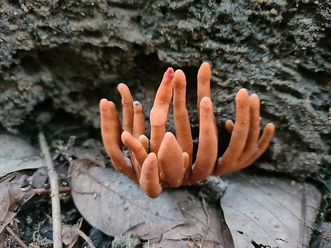 Podostroma Found this in close proximity with the poison red fire fungus. Amazing Dead Man's Fingers,Geotagged,Malaysia,Podostroma cornu-damae,Poison Fire Coral,Winter,Xylaria polymorpha