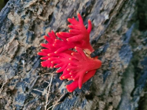 Poison Fire Fungus Beauty belied the deadly. Found it by accident along a hiking trail Podostroma cornu-damae,Poison Fire Coral