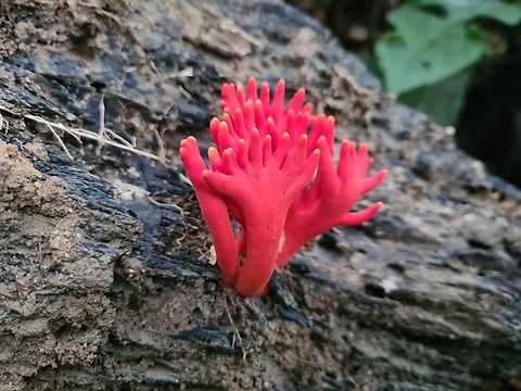 Poison Fire fungus  Geotagged,Malaysia,Podostroma cornu-damae,Poison Fire Coral,Winter
