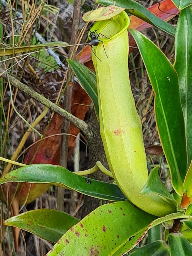 Tropical pitcher plant or monkey cup or nepenthes  Common Swamp Pitcher-Plant,Nepenthes mirabilis