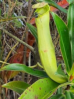 Common Swamp Pitcher-Plant