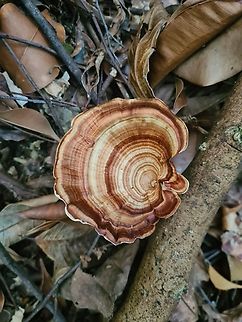Microporus xanthopus  Geotagged,Malaysia,Microporus xanthopus