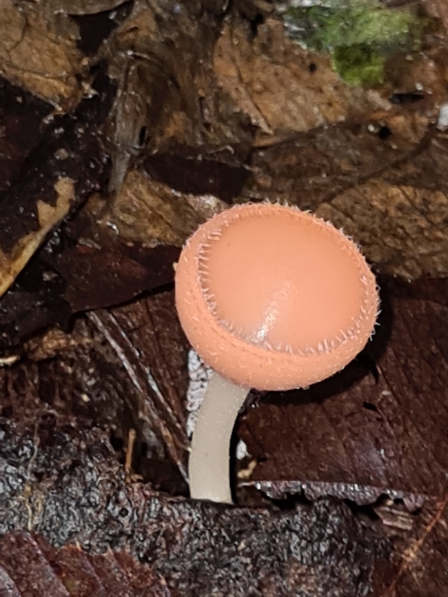 Cookeina speciosa  Cookeina speciosa,Geotagged,Malaysia