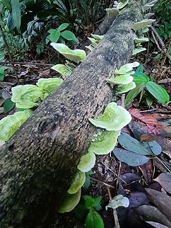 Trametes versicolor I commonly came across the brown color types, but this is the first time I saw the green type and grew right up the trunk. Geotagged,Malaysia,Trametes versicolor,Turkey Tail