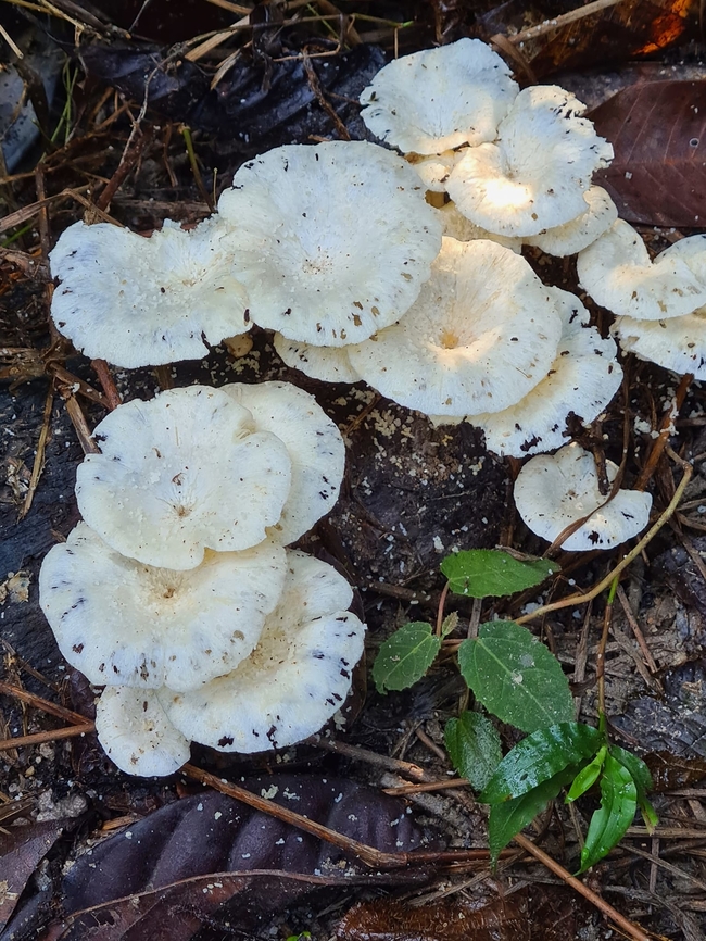 Unknown white fungus Can this be Lentinus tigrinus ? Geotagged,Malaysia