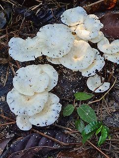 Unknown white fungus Can this be Lentinus tigrinus ? Geotagged,Malaysia