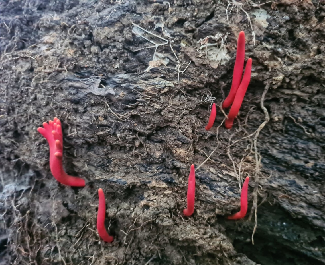 Podostroma sticking out its alluring fingers  Geotagged,Malaysia,Podostroma cornu-damae,Poison Fire Coral