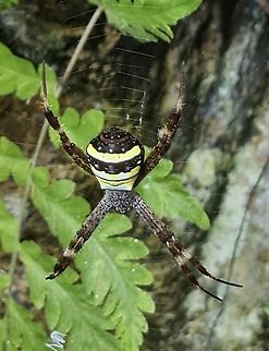 St Andrew's cross spider Caught this fella hanging restfully in its abode. Argiope keyserlingi,St Andrews Cross Spider