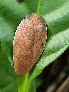 Dried Leaf Cockroach Came across this brown patch stuck to a leave and curious about this bug. Very different from those pest at home. Geotagged,Malaysia,Pseudophoraspis nebulosa