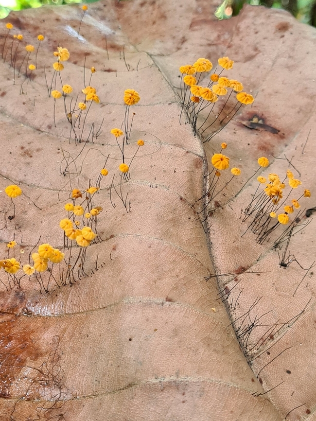 Rainforest Horsehair (Marasmius crinis-equi) Tiny hairy fungi on dried leaf. <br />
I updated the title from Orange Pinwheel to Rainforest Horsehair.  Geotagged,Malaysia,Marasmius capillaris,Marasmius crinis-equi,Marasmius siccus,Orange Pinwheel