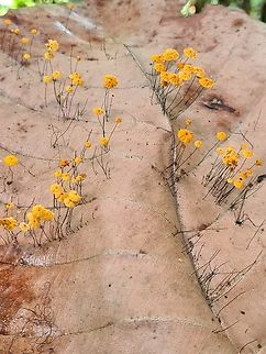 Marasmius crinis-equi