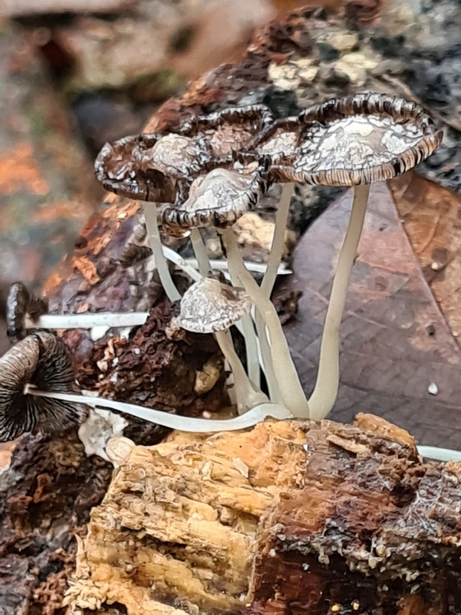 Unidentified specimen I almost passed this fella until the unique patterns on the cap caught my eye. Very unique Malaysia