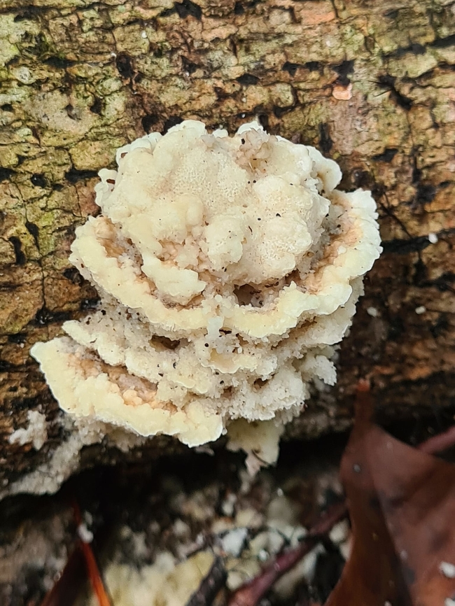 UFO (unidentified fungus object) Difficult to identify this but I found byssomerulius corium to be the closest. Geotagged,Malaysia