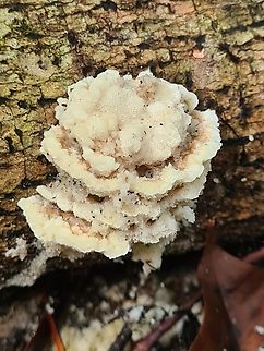 UFO (unidentified fungus object) Difficult to identify this but I found byssomerulius corium to be the closest. Geotagged,Malaysia