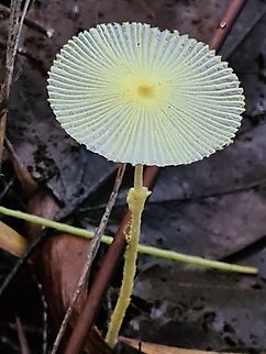Beautiful umbrella (Leucocoprinus fragilissimus) Standing alone on the bushes ground, refreshed from the overnight rain.
 Bald Inkcap,Fragile Dapperling,Geotagged,Leucocoprinus fragilissimus,Malaysia,Parasola auricoma,Parasola leiocephala,Parasola plicatilis