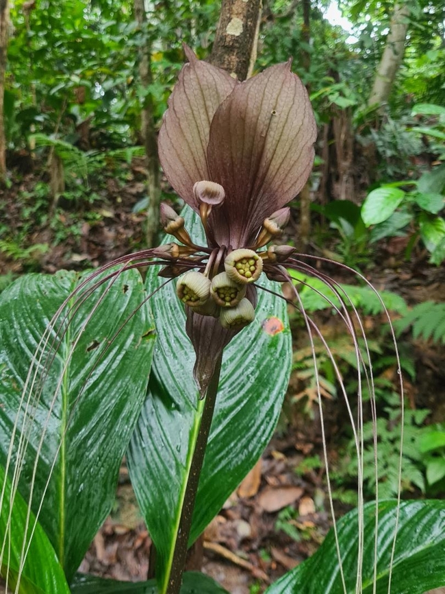 Bat Flower (tacca integrifolia) Commonly found in the jungles of Malaysia Geotagged,Malaysia,Tacca integrifolia,White batflower