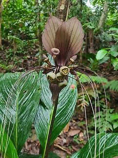 Bat Flower (tacca integrifolia) Commonly found in the jungles of Malaysia Geotagged,Malaysia,Tacca integrifolia,White batflower