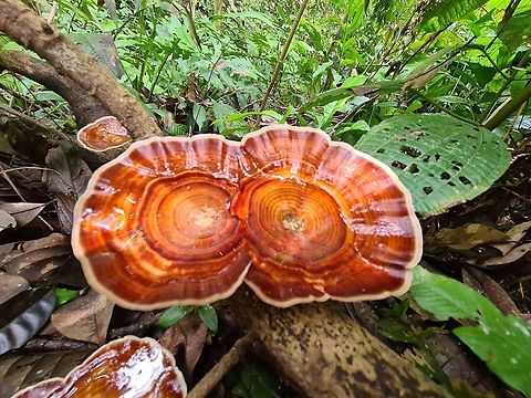 Siamese twin Microporus xanthopus Two uniquely merge twin holding fresh rain water.
Got this description from another local research site:
Description
The cap of this fungus is broadly funnel-shaped, subcircular, leathery, glossy and smooth with concentric zones of cream, dark brick, dark brown to blackish, margin paler, thin and wavy. The pores is cream, pores tiny and only visible with a hand lens while the stipe is cylindrical, smooth, yellow and central to slightly eccentric. This fungus is a very common wood inhabiting fungus in Malaysia lowland rainforests and can be found throughout the year at FRIM.
 Geotagged,Malaysia,Microporus xanthopus