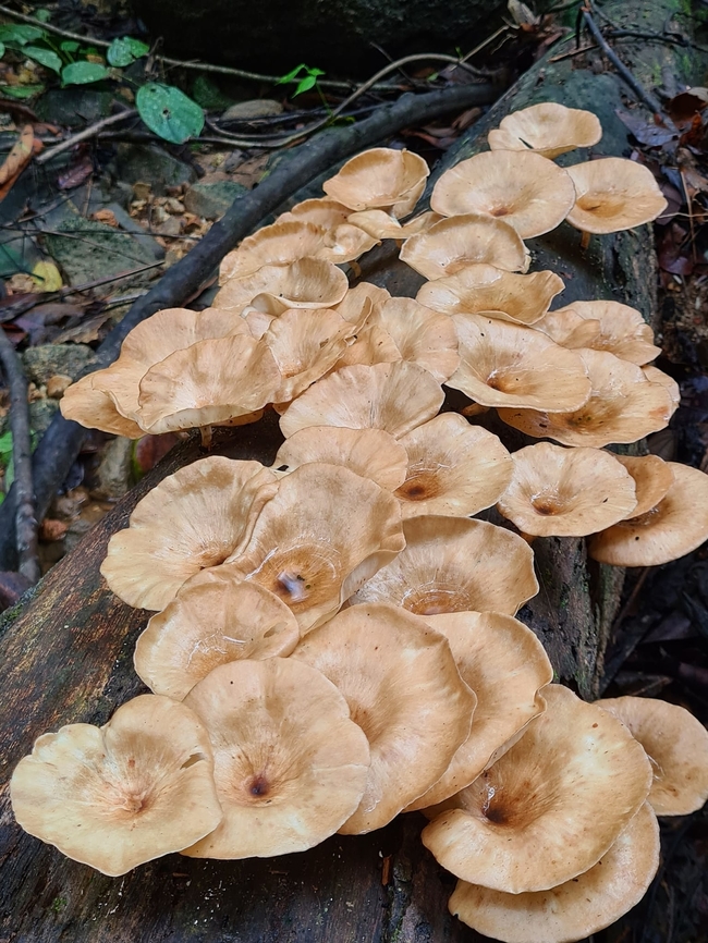 Captivating cluster of Funnel Woodcap ''Lentinus sajor-caju'' A big cluster on a trunk. It has been raining a lot lately and perfect for mushrooms hunting in the woods. Geotagged,Lentinus sajor-caju,Malaysia,Polyporus tuberaster,Tuberous Polypore,lentinus sajor-caju