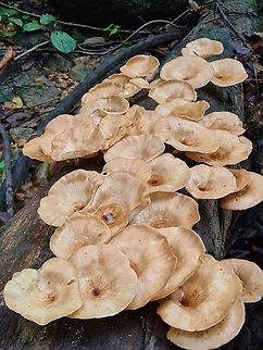 Captivating cluster of Funnel Woodcap ''Lentinus sajor-caju'' A big cluster on a trunk. It has been raining a lot lately and perfect for mushrooms hunting in the woods. Geotagged,Lentinus sajor-caju,Malaysia,Polyporus tuberaster,Tuberous Polypore,lentinus sajor-caju
