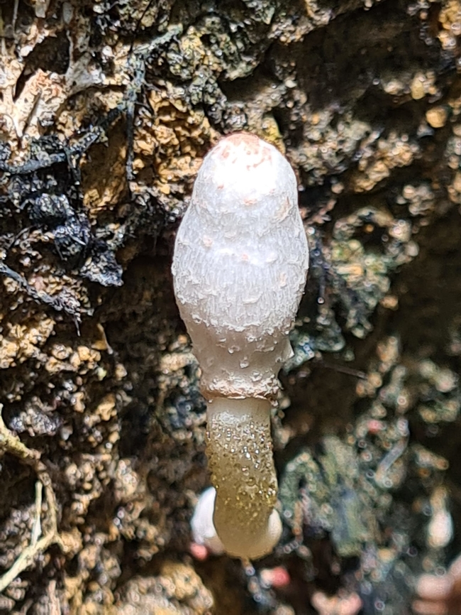 Leucocoprinus cepistipes  Coprinus sterquilinus,Geotagged,Leucocoprinus cepistipes,Malaysia,Onion-stalk Parasol