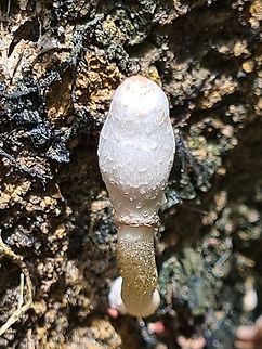 Leucocoprinus cepistipes  Coprinus sterquilinus,Geotagged,Leucocoprinus cepistipes,Malaysia,Onion-stalk Parasol