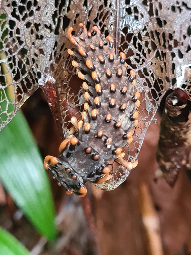 Trilobite beetle larvae (Platerodrilus) Bizarre looking insect. On one look, it looks like a little Godzilla. Found mainly in Malaysia and Borneo Geotagged,Malaysia,Platerodrilus dulticola,Platerodrilus ngi,Platerodrilus paradoxus