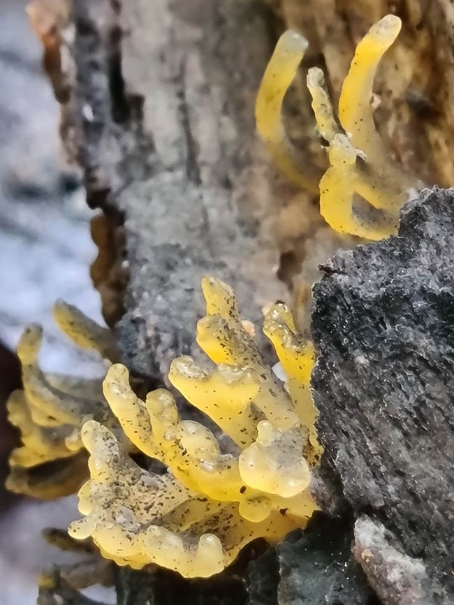 Tiny yellow fingers Found these tiny yellow fingers in the same vicinity where I discovered the red poison coral fungus (podostroma). I&#039;m not sure if these are the same podostroma in yellow or are they yellow stagshorn fungus (Calocera viscosa).<br />
This is an enlarged photo image. In reality they are still tiny growth on a deadwood. But it had been pointed to me that it is most likely jelly fungus. Dacryopinax spathularia,Fan-Shaped Jelly Fungus,Geotagged,Malaysia