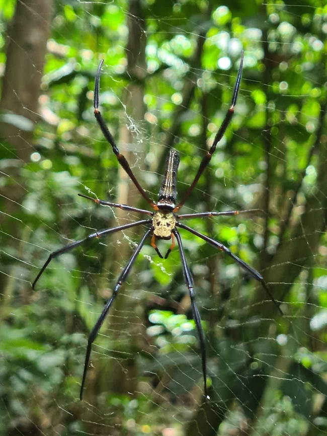 Nephila pilipes Almost walk straight into its web this afternoon. The web was at eye level. With the skull look on its back, it is very intimidating. Geotagged,Giant Golden Orbweaver,Malaysia,Nephila pilipes