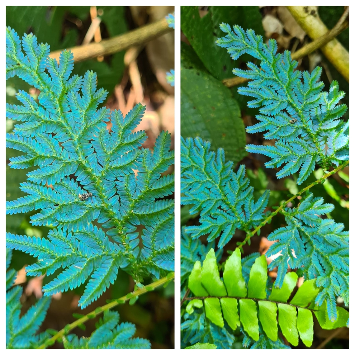 Selaginella willdenowii Probably Malaysia's most common iridescent plant. Geotagged,Malaysia,Selaginella willdenowii,selaginella willenowii