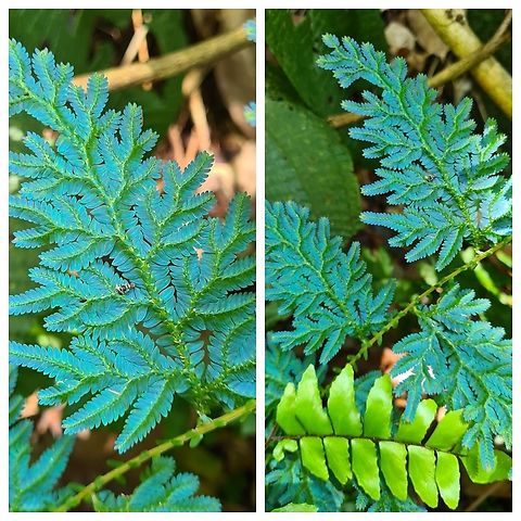 Selaginella willdenowii Probably Malaysia's most common iridescent plant. Geotagged,Malaysia,Selaginella willdenowii,selaginella willenowii