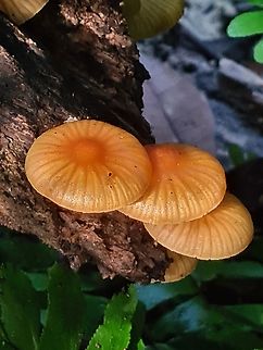 Golden trumpet (Xeromphalina campanella)  Geotagged,Golden trumpet,Malaysia,Xeromphalina campanella
