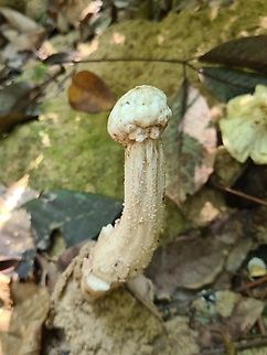 Termitomyces heimii  Common Stinkhorn,Geotagged,Malaysia,Phallus impudicus,Termitomyces heimii,Termitomyces heimii)