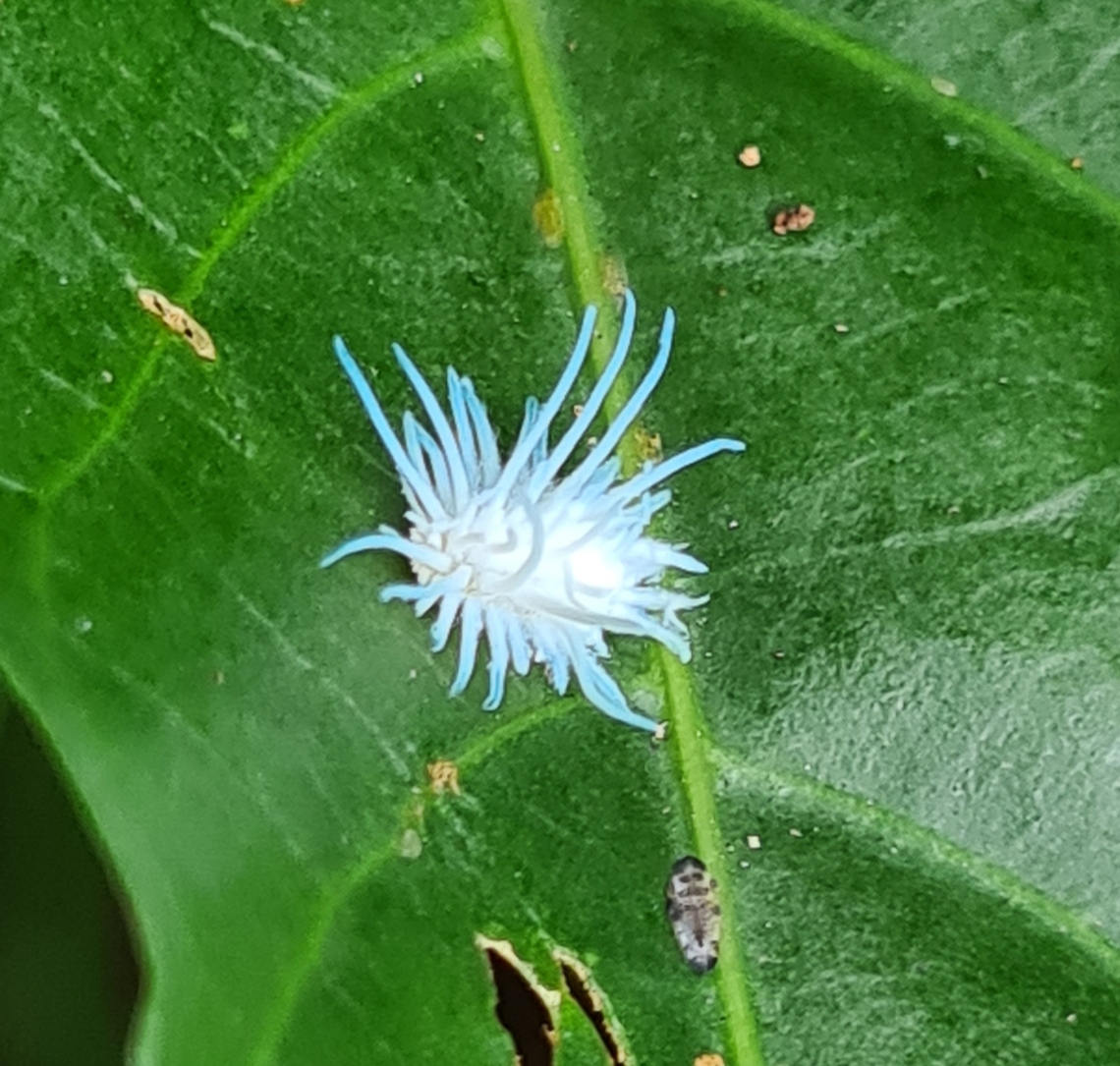 Fulgorid planthopper nymph (Flatidae) Tiny sap sucking bug Flatidae,Geotagged,Malaysia,Spring,nymph